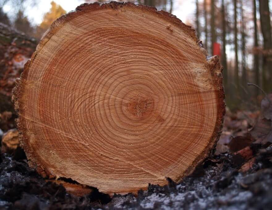 Webinar Zukunftsbaustoff Holz