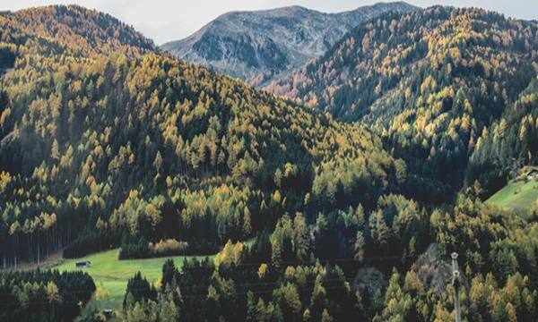 Wald Südtirol wood in south tyrol