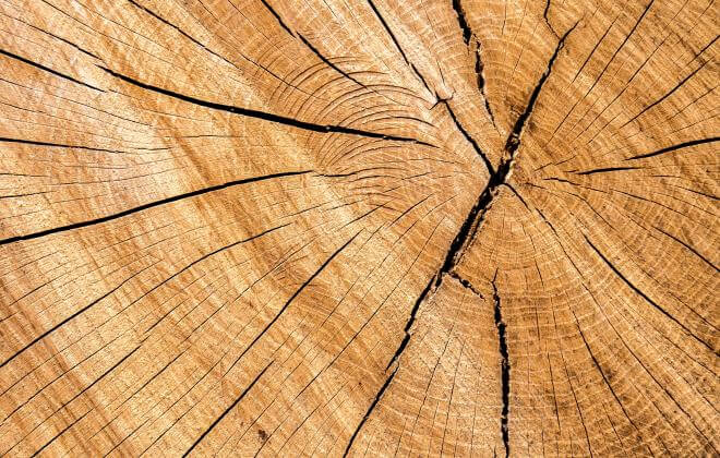 Jahresringe Baum Stamm Holz