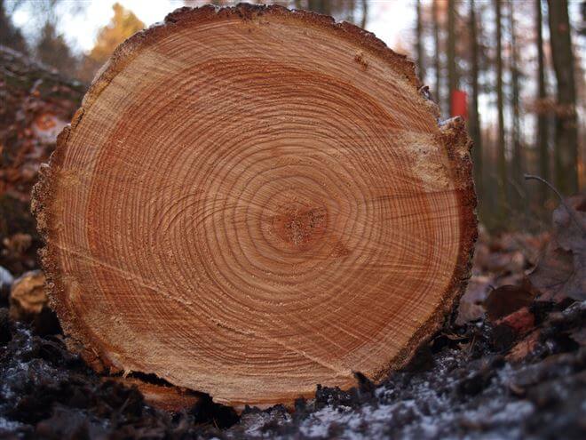 Baumstämme Holz Südtirol